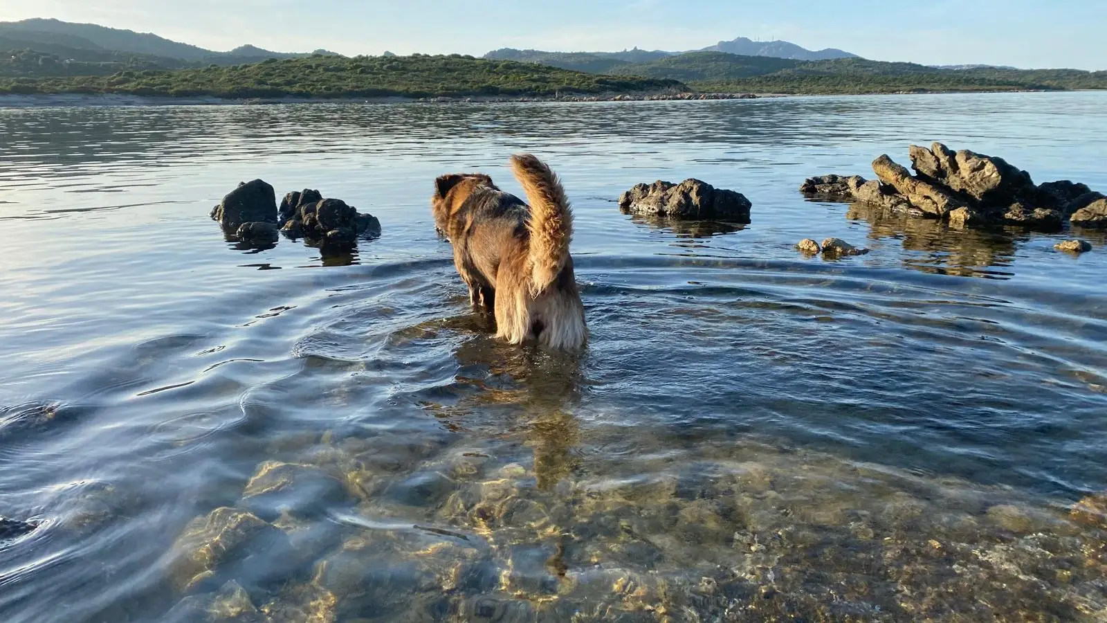 cane che fa il bagno nel mare cristallino del nord Sardegna tra rocce e acqua trasparente