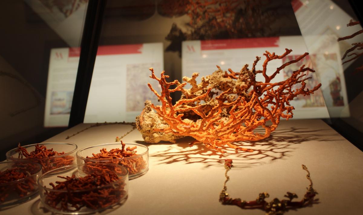 museo corallo Alghero corallium rubrum Sardegna