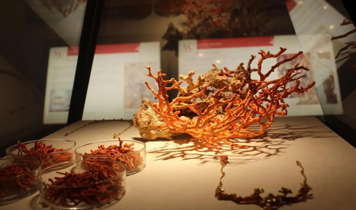 museo corallo Alghero corallium rubrum Sardegna